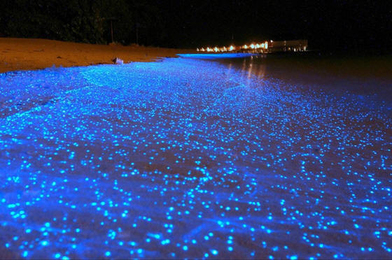 Lights glow in the surf of a beach