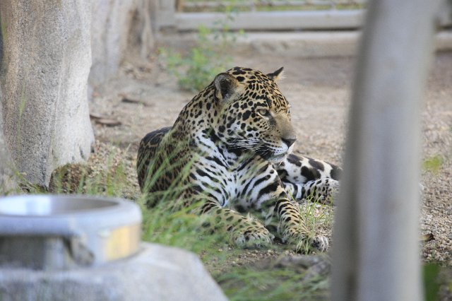 _MG_3157.JPG