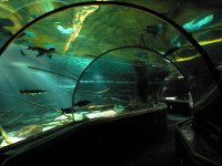 underwater tunnel through the aquarium