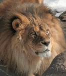 male lion looking up