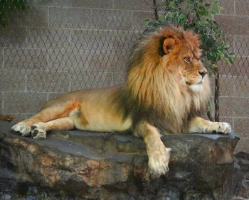 male lion sittin on a flat rock
