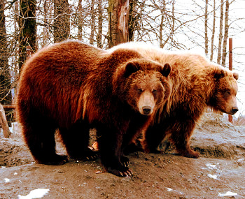 2 Russian grizzles