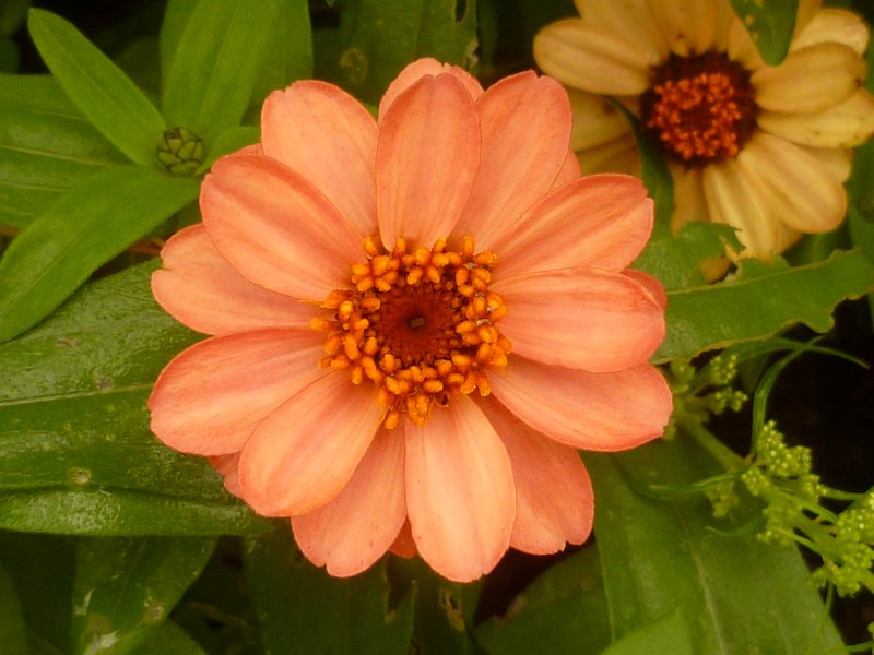 Original image