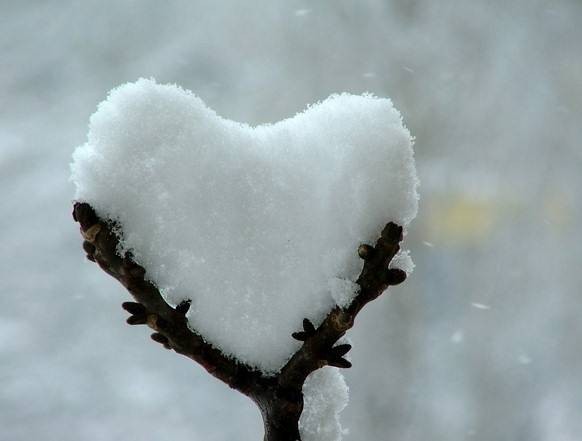 A Y-shaped branch holds a a snow heart.