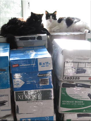 My two cats, atop the stacked boxes, lounging in the sun.