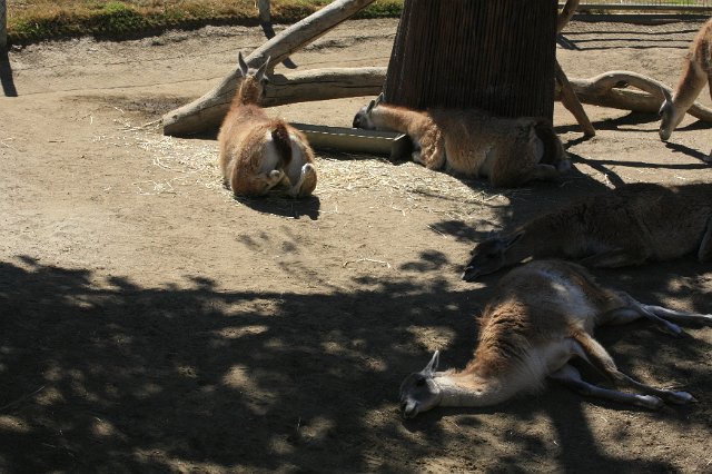 _MG_3152.JPG