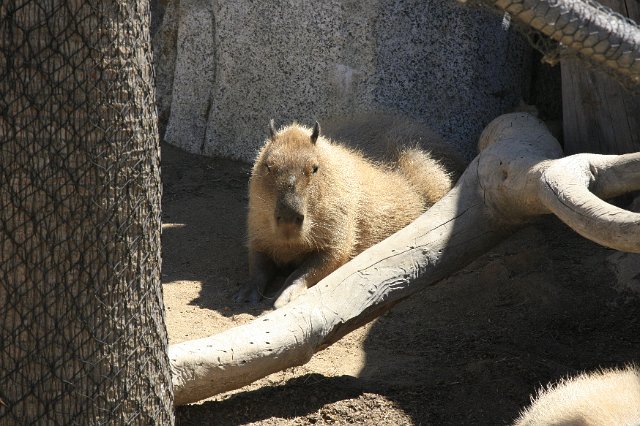 _MG_3154.JPG