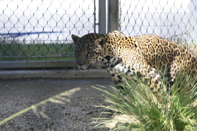 _MG_3155.JPG