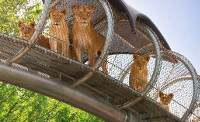 lions in an overhead tunnel!